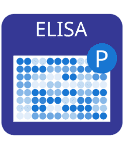 Cell-Based Human EGFR (Activated) Phosphorylation ELISA Kit 2 x 96-Well Microplate Kit | Medical Supply Company