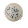 COMPASS® cc Agar - Selective supplement BS08408 | Medical Supply Company